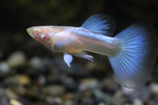 画像1: ＲＲＥ．Ａアクアマリンネオンタキシード　２ペア (1)