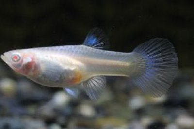 画像1: ＲＲＥ．Ａアクアマリンネオンタキシード　２ペア