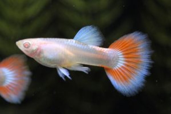 画像1: ＲＲＥ．Ａアクアマリンレッドテールタキシード　2ペア (1)