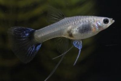 画像1: アクアマリンブルーテールリボン（ＲＲＥ．Ａ系）　1トリオ