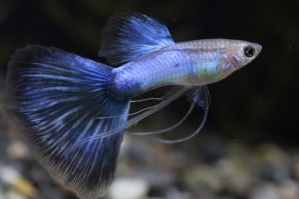 画像1: アクアマリンブルーテールリボン（ＲＲＥ．Ａ系）　1トリオ (1)