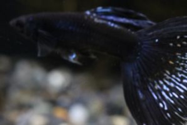 画像1: メタルブラックレースコブラ　１ペア (1)