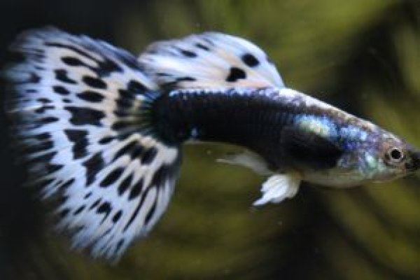 画像1: アイボリーモザイクタキシード　１ペア (1)
