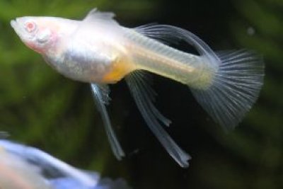 画像1: ＲＲＥ．Ａアクアマリンネオンタキシードリボン（エンゼルフィン）　1トリオ
