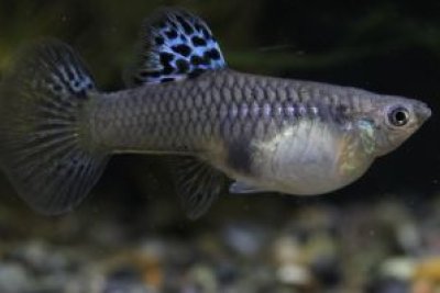 画像1: タイガー（マーブル）キングコブラ　１ペア