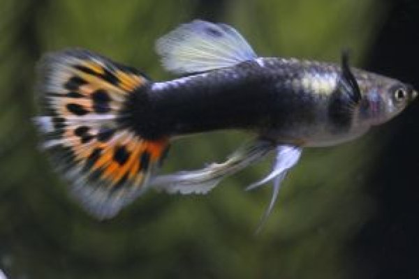 画像1: モザイクタキシードリボン（アイボリー系）　１トリオ (1)