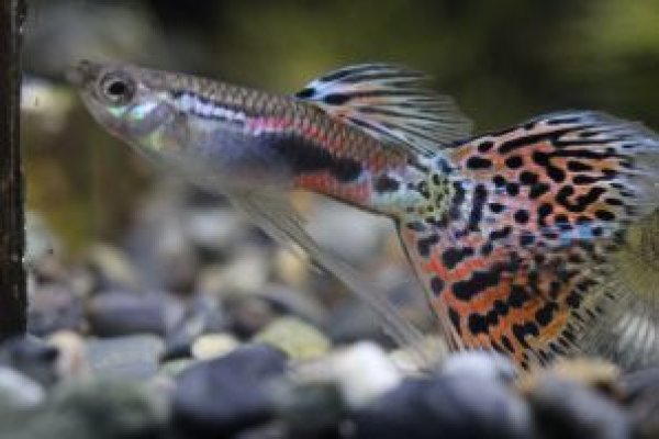 画像1: レッドグラスリボン　1トリオ (1)