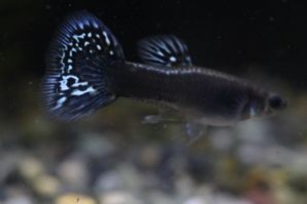 画像1: メタルブラックレースコブラ　２ペア (1)