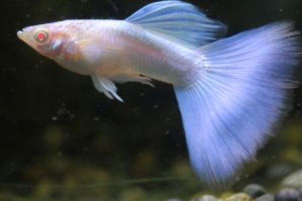 画像1: ＲＲＥ．Ａアクアマリンネオンタキシード　１ペア (1)