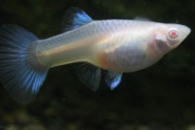 画像1: ＲＲＥ．Ａアクアマリンネオンタキシード　１ペア