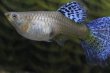 画像1: 種メス ブルーグラス（ＲＲＥ．Ａ／スワロー系）＋若魚♂２　計３匹(2) (1)