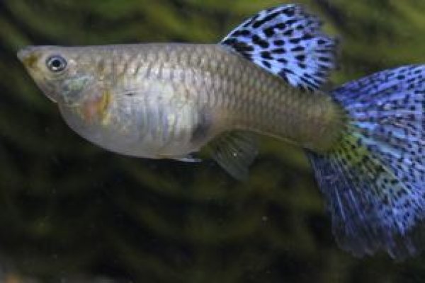 画像1: 種メス ブルーグラス（ＲＲＥ．Ａ／スワロー系）＋若魚♂２　計３匹(2) (1)