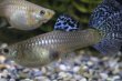 画像1: 種メス ブルーグラス（ＲＲＥ．Ａ／スワロー系）＋若魚♂２　計３匹(1) (1)
