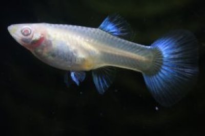 画像1: ＲＲＥ．Ａアクアマリンネオンタキシード　２ペア