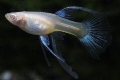 画像1: ＲＲＥ．Ａアクアマリンネオンタキシードリボン（エンゼルフィン）　1トリオ