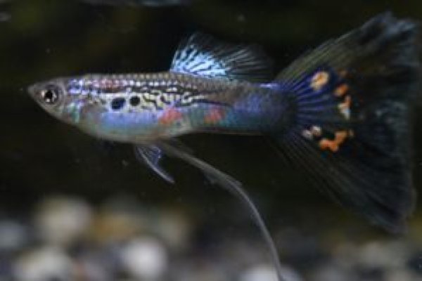 画像1: オールドファッションファンテールリボン　１トリオ (1)