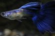 画像1: ＵＳＡブルーデルタ（♀リボン）　１ペア (1)