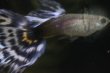 画像1: アイボリモザイク　１ペア (1)