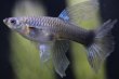 画像2: ネオンタキシード（ＲＲＥ．Ａ系）♀リボン　１ペア (2)