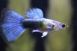 画像1: ネオンタキシード（ＲＲＥ．Ａ系）♀リボン　１ペア (1)