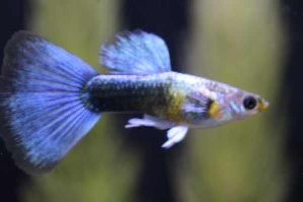 画像1: ネオンタキシード（ＲＲＥ．Ａ系）♀リボン　１ペア (1)
