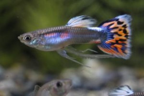 画像1: モザイクリボン　１トリオ (1)