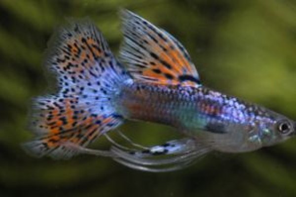 画像1: レッドグラスリボン（ＲＲＥ．Ａ系）　１トリオ (1)