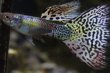 画像1: プラチナイエローグラス　１ペア (1)