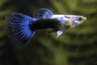 「所沢熱帯魚」 若魚 パープルモザイクダンボ ２ペア 所沢熱帯魚」 若魚 プラチナパープルモザイクダンボ ２ペア