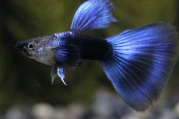 画像1: HB(ハーフブラック)ブルー 1ペア (1)