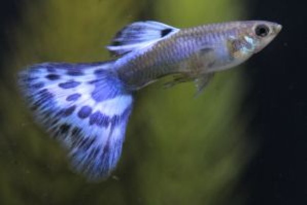 画像1: ブルーモザイク 1ペア (1)