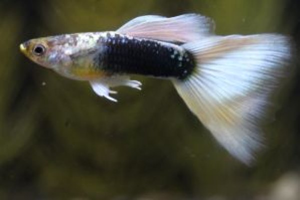 画像2: HB(ハーフブラック)ホワイト 1ペア (2)