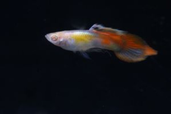 画像1: RRE.Aプラチナ「エルドラド」レッドスピアー 2ペア (1)