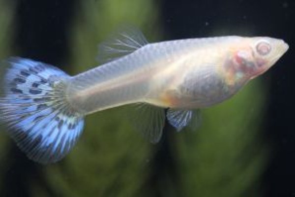 画像2: RRE.Aシルバラードアイボリーモザイク 2ペア (2)