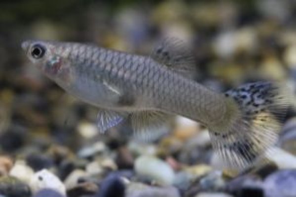 画像3: メタルコブラ　２ペア (3)