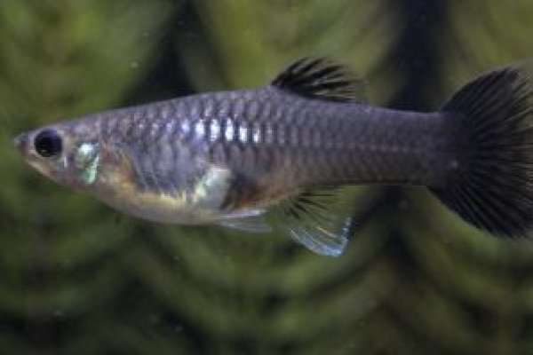 画像3: メタルブラックレースコブラ　１ペア (3)