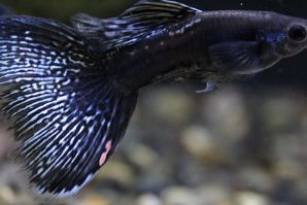 画像2: メタルブラックレースコブラ　１ペア (2)