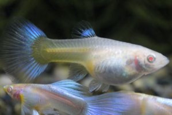 画像3: ＲＲＥ．Ａアクアマリンネオンタキシード　１ペア (3)