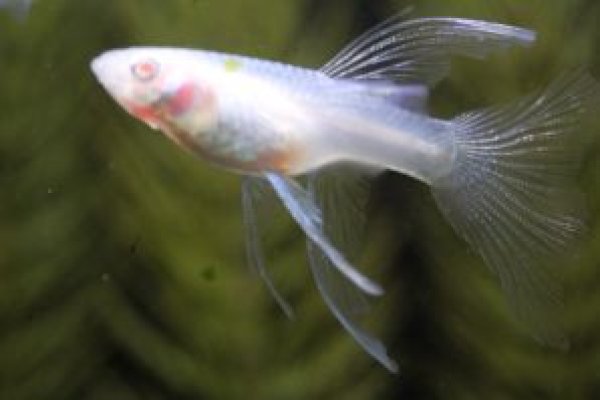 画像3: ＲＲＥ．Ａブラオネオンタキシードリボン（アクアマリン系・エンゼルフィン）　1トリオ (3)