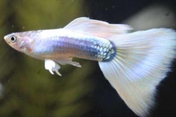 画像1: ドイツイエロータキシード　１ペア (1)