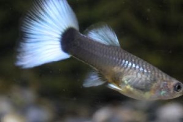 画像3: ドイツイエロータキシード　１ペア (3)