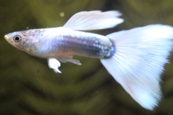 画像2: ドイツイエロータキシード　１ペア (2)