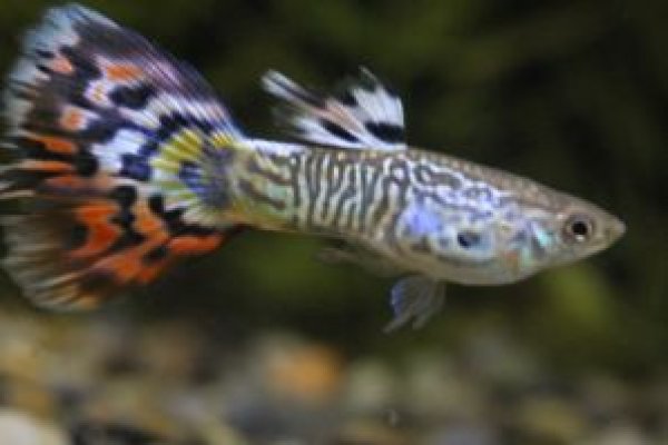 画像2: モザイクコブラ　１ペア (2)