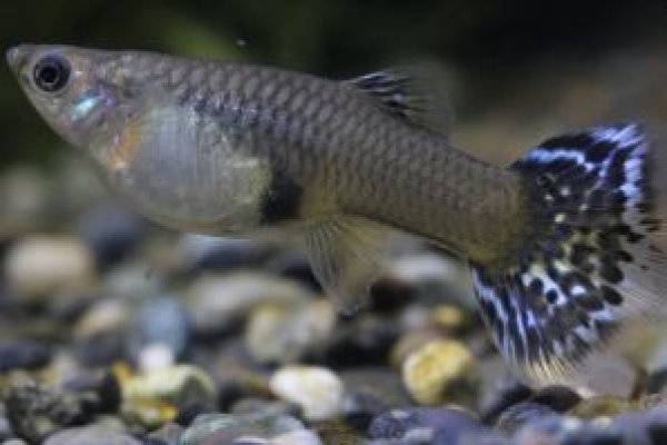 画像3: モザイクコブラ　１ペア (3)