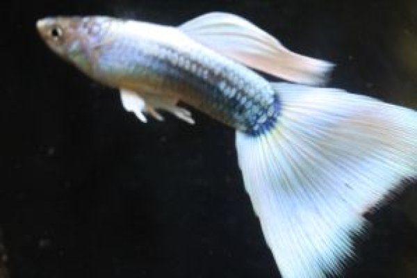 画像1: ドイツイエロータキシード　１ペア (1)