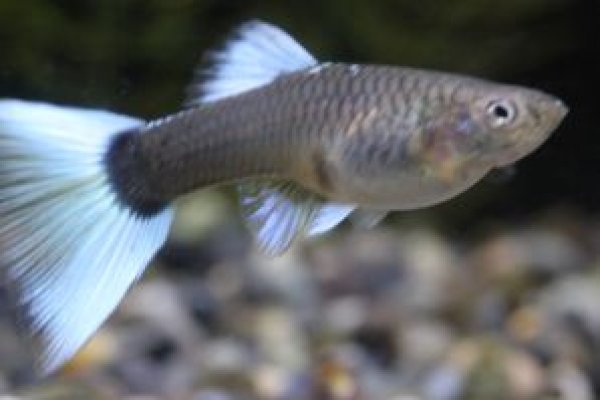 画像3: ドイツイエロータキシード　１ペア (3)