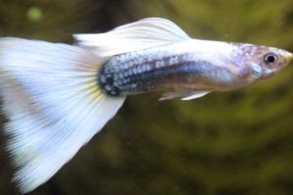 画像2: ドイツイエロータキシード　１ペア (2)