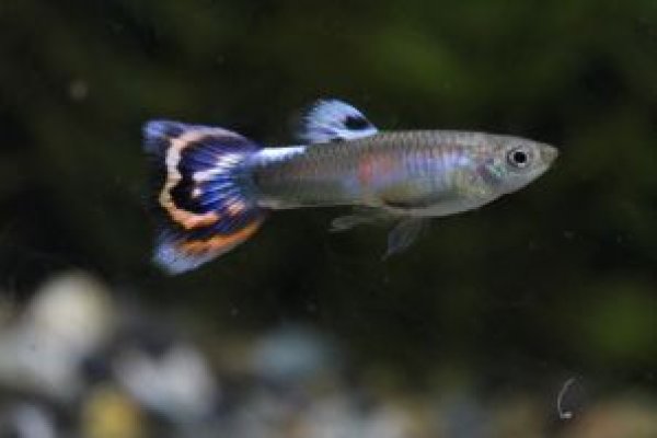 画像1: モザイク　２ペア (1)