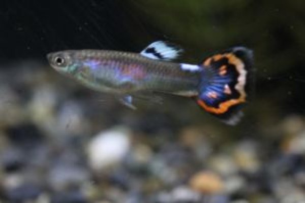 画像2: モザイク　２ペア (2)