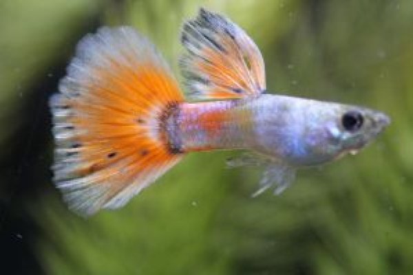 画像1: レッドテール（ビッグドーサルビッグイヤー系）　２ペア (1)